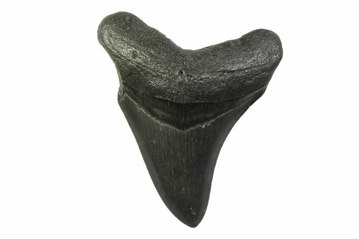 Fossil Megalodon Tooth - South Carolina #341398